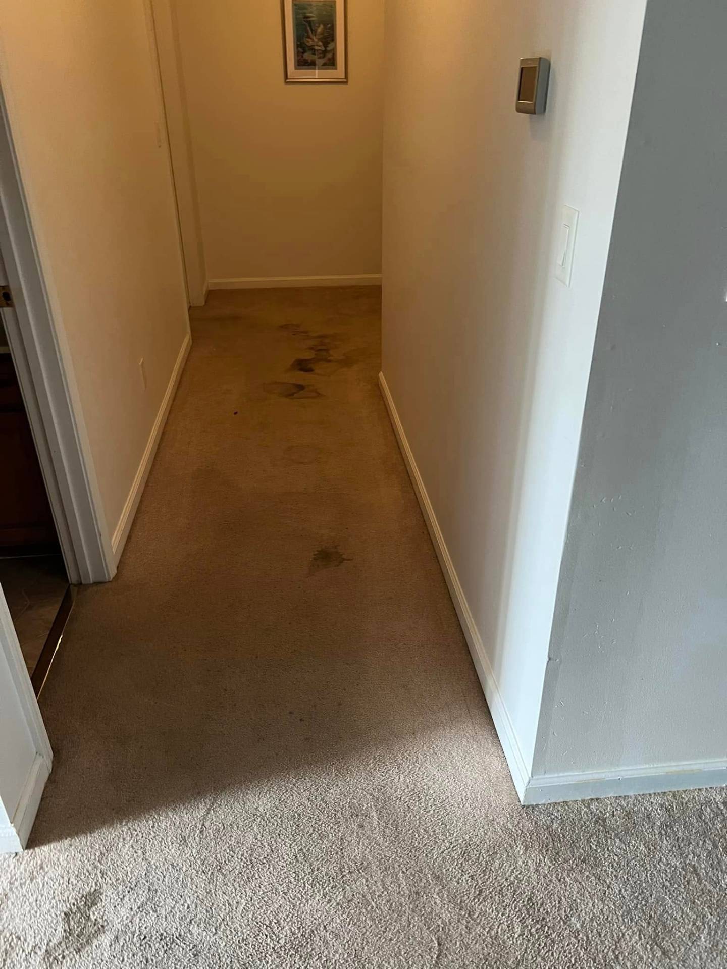 Stained hallway carpet before remodel